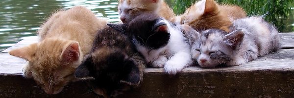 Kotki, Śpiące