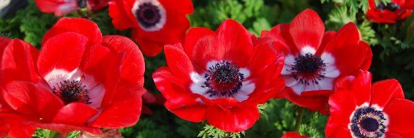 Anemony, Kwiaty, Czerwone