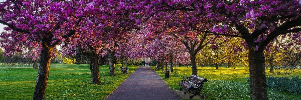 Park Greenwich, Londyn, Wiosna, Drzewa, Królewski, Aleja, Ławki, Anglia