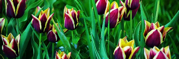 Tulipany, Dwukolorowe