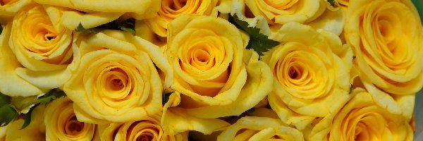 Bukiet, Róże, Żółte