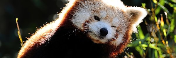 Czerwona, Przymknięte, Panda, Pandka ruda, Oczko