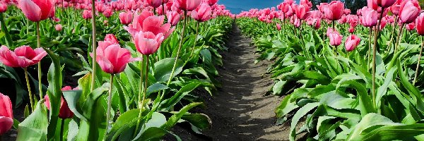 Tulipany, Niebo, Ścieżka, Różowe