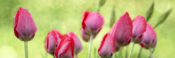 Deszcz, Krople, Tulipany