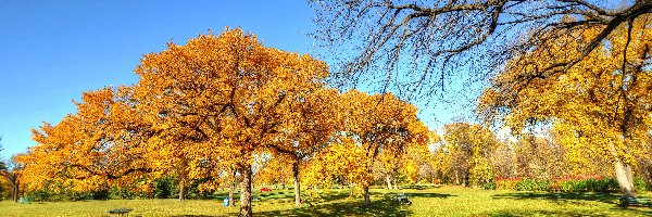Park, Ławeczka, Drzewa, Jesień