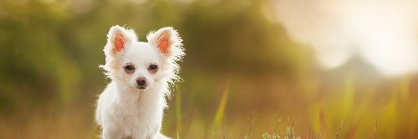 Trawa, Chihuahua długowłosa