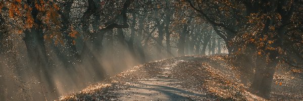 Droga, Mgła, Drzewa, Przebijające Światło, Jesień