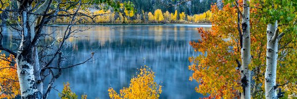 Jesień, Jezioro June Lake, Topole osikowe, Drzewa, Kalifornia, Stany Zjednoczone