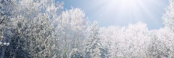 Śnieg, Słońce, Drzewa, Zima