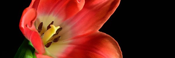 Tulipan, Kwiat