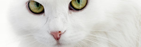 turecka angora, Kot, Biały
