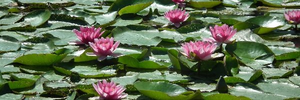 Lilie wodne, Kwiaty, Przyroda