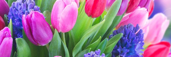 Hiacynty, Kolorowe, Tulipany