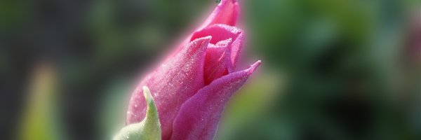 Kwiat, Tulipan, Wiosenny, Różowy