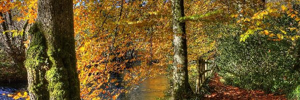 Jesień, Las, Rzeka, Liście, Drzewa