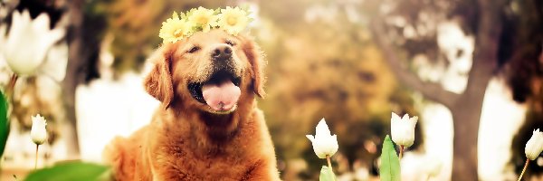 Wianek, Kwiaty, Białe, Golden Retriever, Pies, Drzewa, Tulipany