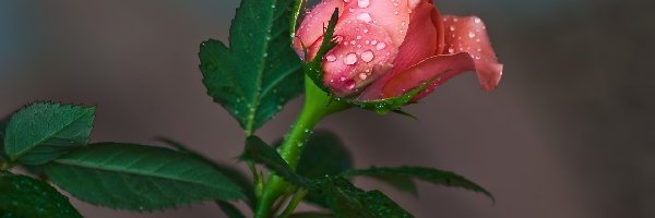 Krople, Róża, Kwiat