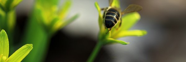 Wiosna, Złoć Żółta, Pszczoła