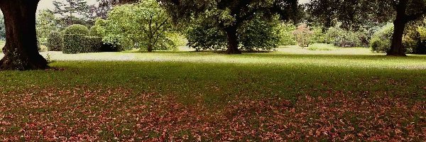 Park, Drzewa, Klomby, Jesień, Liście