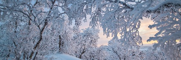 Zima, Drzewa, Ośnieżone, Pagórek, Ślady