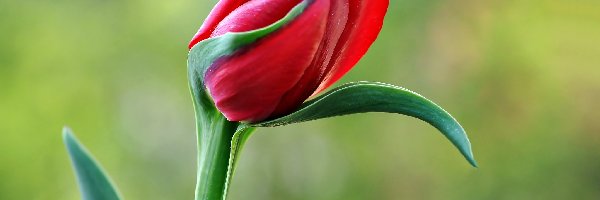 Makro, Tulipan, Czerwony
