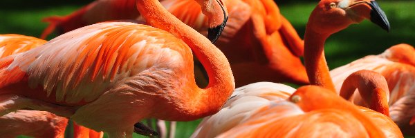 Flamingi, Pomarańczowe