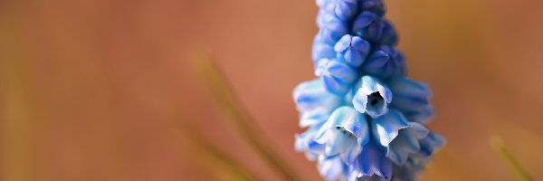 Kwiatek, Niebieski, Szafirek