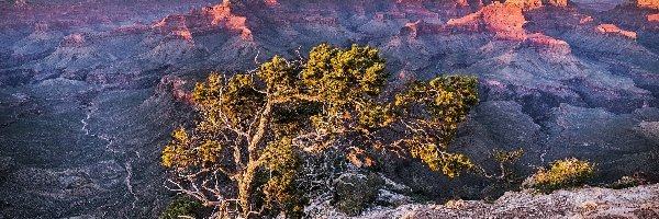 USA, Drzewo, Arizona, Kanion