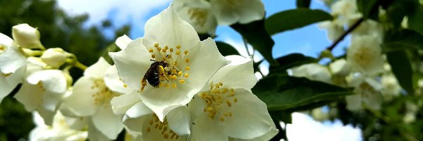 Pszczoła, Jaśminu, Kwiaty