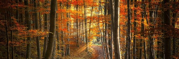 Słońca, Ścieżka, Promienie, Jesień, Drzewa, Las
