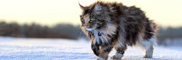 Maine coon, Śnieg, Zima, Kot