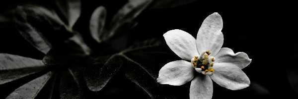 Kwiatuszek, Biały
