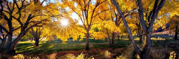 Jesień, Drzewa, Promienie słońca