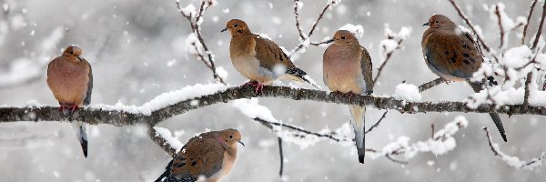 Ptaki, Gałęzie, Drzewo, Gołębie, Śnieg, Zima