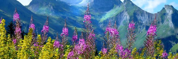 Kwiaty, Góry Alpy, Francja