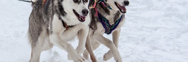 Bieg, Siberian husky, Zaprzęg, Śnieg, Alaskan malamute, Psy