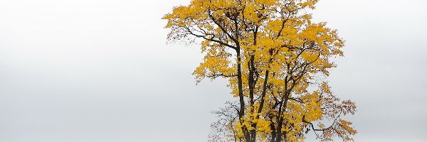 Mgła, Drzewo, Jesień