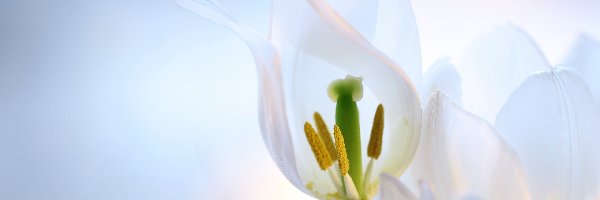 Tulipany, Kwiaty, Płatki, Białe