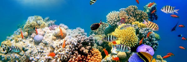 Głębiny Morskie, Kolorowe, Ryby, Rafa Koralowa