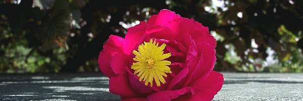 Prosienicznik szorstki, Róża, Kwiat