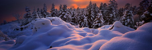 Las, Zima, Śnieg, Zachód słońca