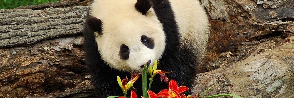 Kwiaty, Panda, Miś