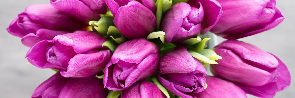 Bukiet, Tulipany, Ciemnoróżowe, Kwiaty
