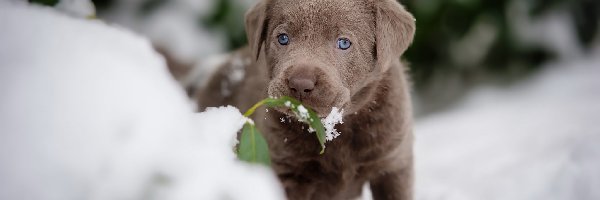 Labrador retriever, Listki, Śnieg, Szczeniak