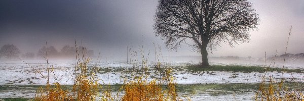 Mgła, Drzewo, Śnieg, Trawy, Suche