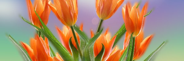 Tulipany, Pomarańczowe, Kwiaty