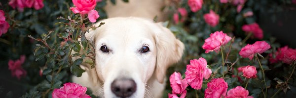 Golden retriever, Róże, Kwiaty, Pies