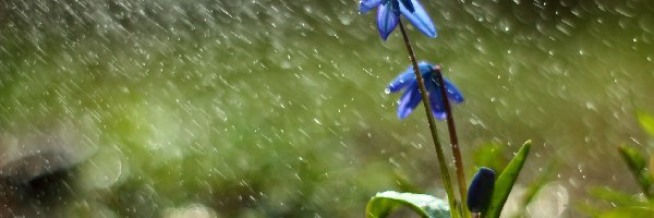 Niebieski, Deszcz, Kwiat, Cebulica Syberyjska