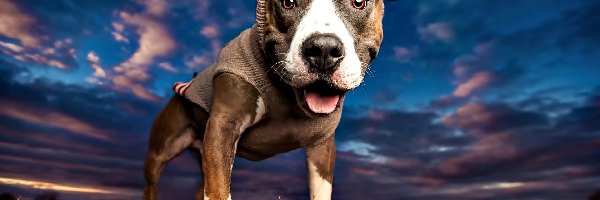 Pit Bull Terrier, Niebo, Trawa, Pies