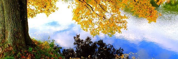 Rzeka, Drzewa, Kolorowe, Jesień, Liście